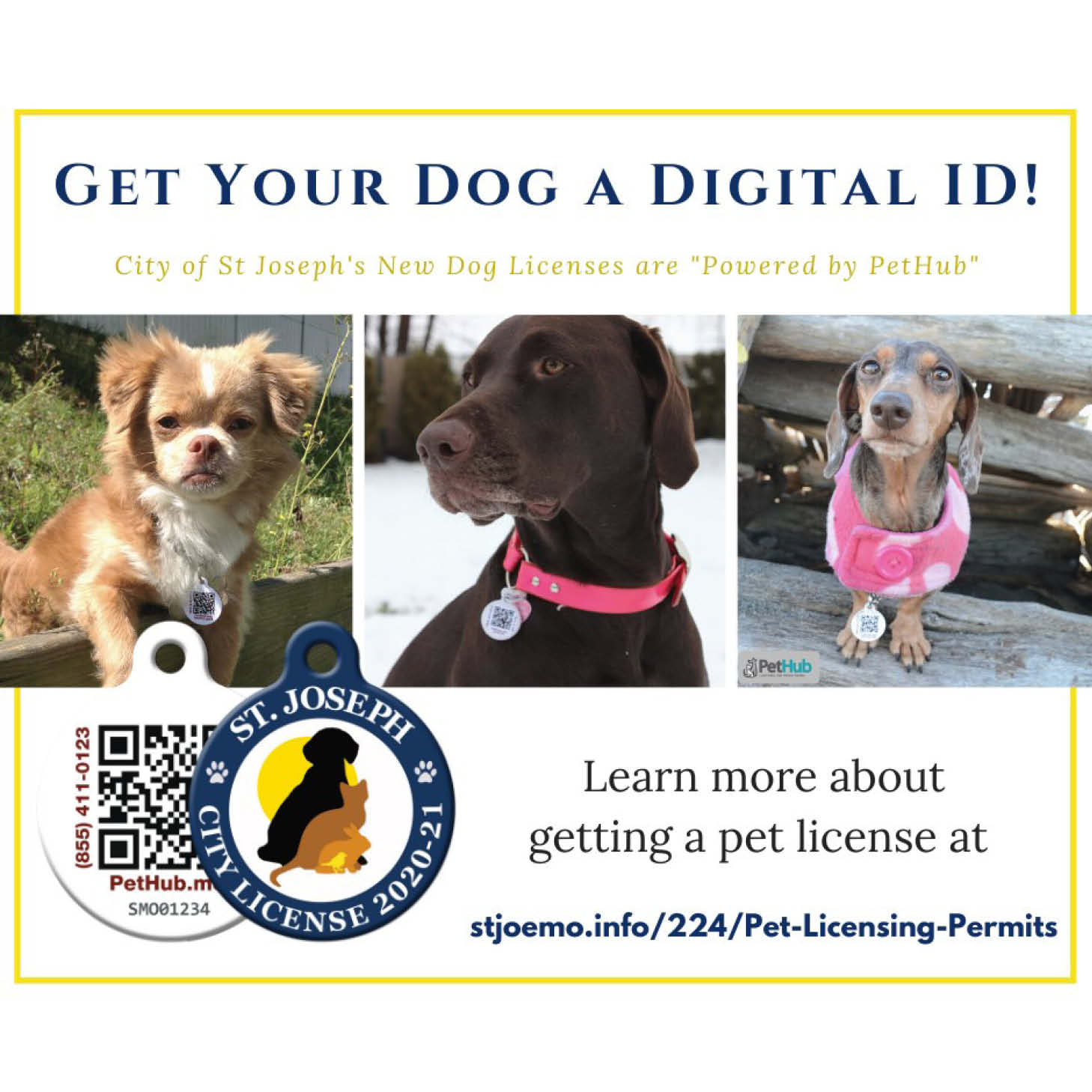 New Pet Licenses