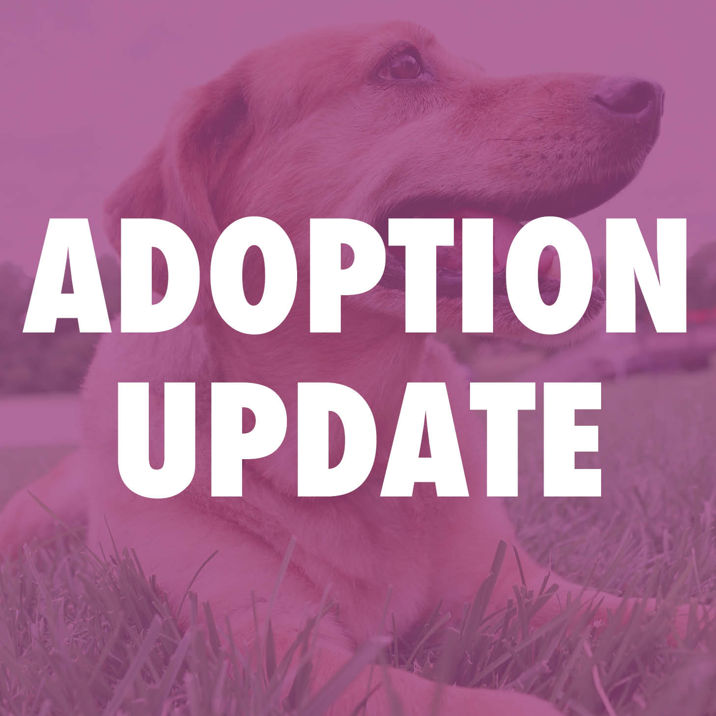 Adoption Update
