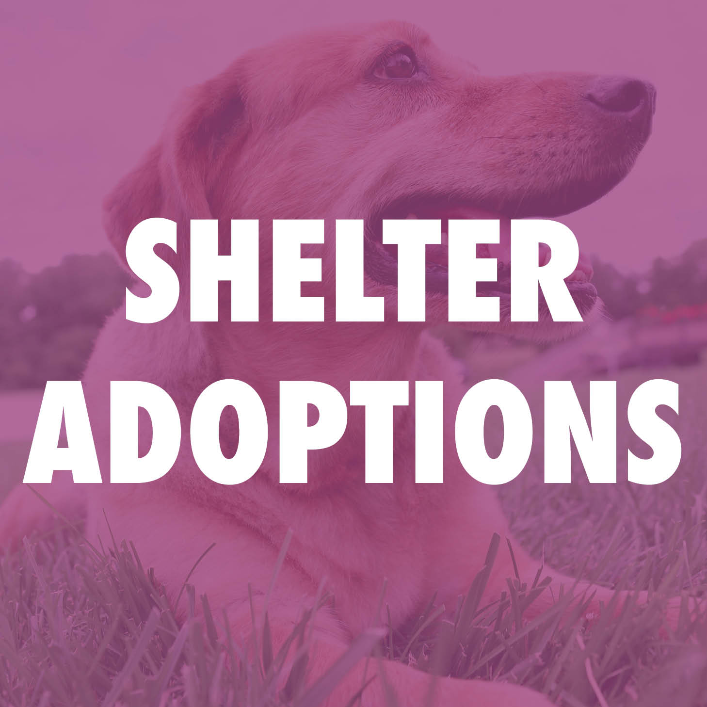 Shelter Adoptions