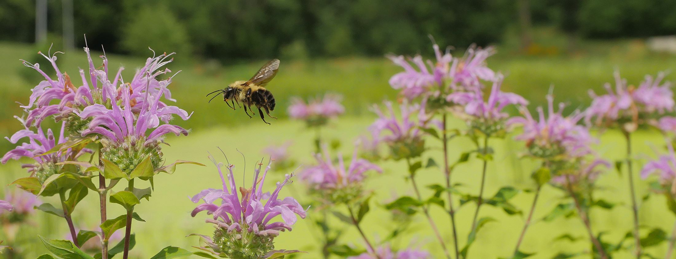 Bee and Flowers