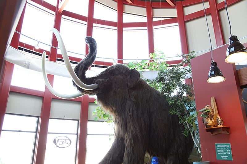 Wolly Mammoth